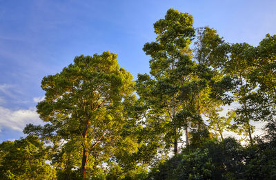 Low angle view of tree against sky