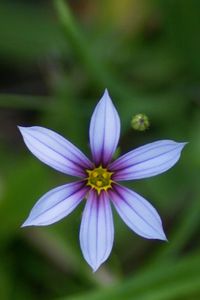 Close-up of purple flower