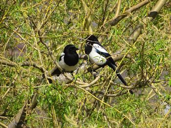 Bird perching on a tree