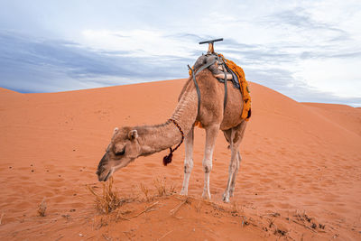Dromedary camels eating grass on sand dunes in desert against sky