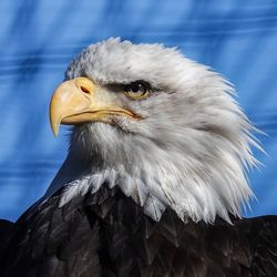 Close-up of bald eagle