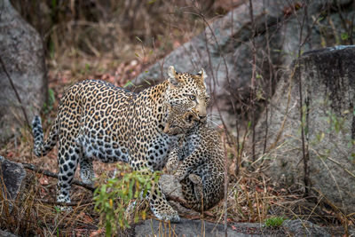 Leopard carrying young animal in mouth