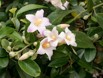 Close-up of white flowering plants