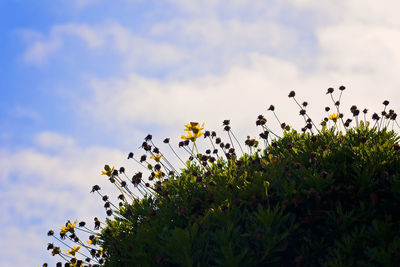 Low angle view of bird on plant against sky