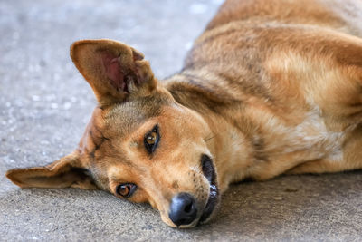 Close-up portrait of a dog resting