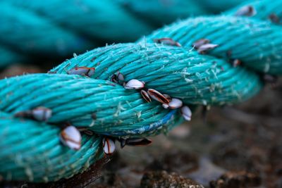 Close-up of blue rope