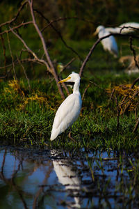 Egret standing by lake