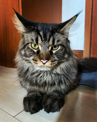 Portrait of cat sitting on floor