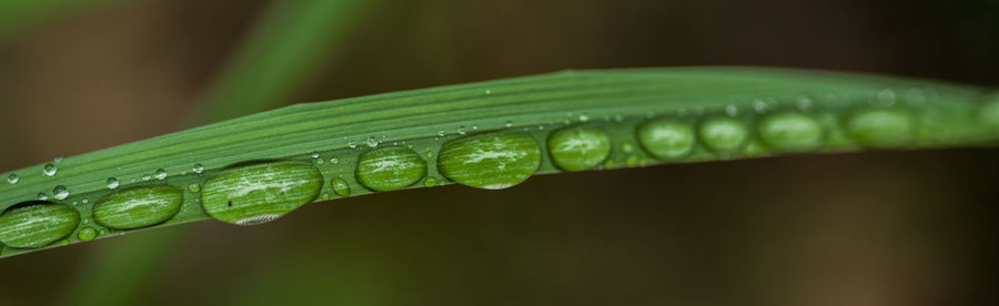 Close-up of raindrops on leaf