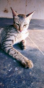 High angle view of cat resting on floor