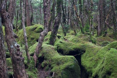 Scenic view of forest