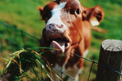 Close-up portrait of horse