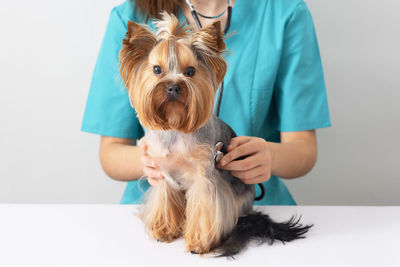 Close-up of dog against white background