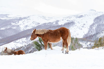 View of a horse on snow covered field