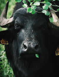 Close-up portrait of cow