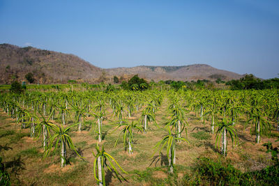 Scenic view of agricultural field against clear sky