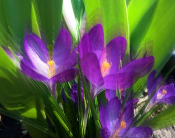 Close-up of purple flowers blooming outdoors