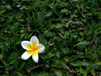 Close-up of frangipani blooming outdoors