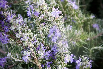 Close-up of purple flowering plants