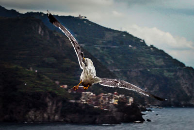 Close-up of bird flying over sea against sky