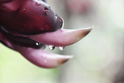 Close-up of wet purple flower