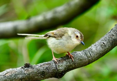 Close-up of bird perching on branch