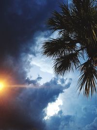 Low angle view of silhouette palm trees against sky