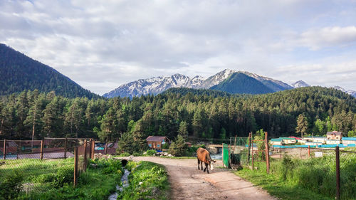 Panoramic view of horses on mountain against sky