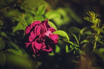 Close-up of flowers against blurred background