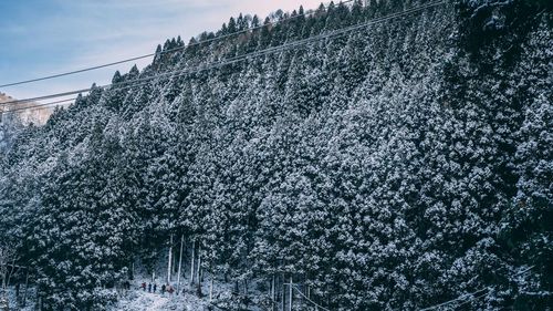 Low angle view of frozen trees against sky during winter