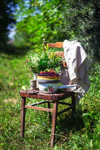 View of basket on tree in yard