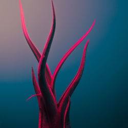 Close-up of pink flower against blue background