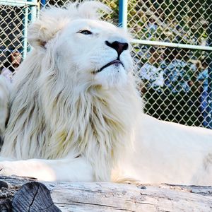 White lion enjoying the sun 