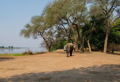 Full length of elephant on landscape against sky