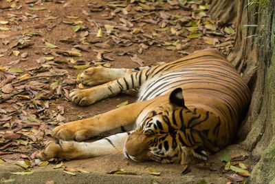 Tiger resting on a land
