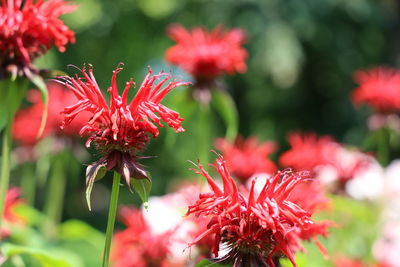 Close-up of red flowering plant