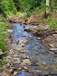 Scenic view of forest