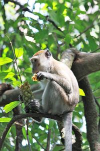 Low angle view of monkey eating tree