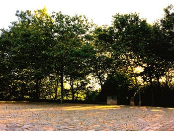 Footpath amidst trees