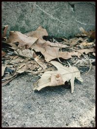 Fallen leaves on ground