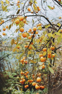 Low angle view of fruits growing on tree