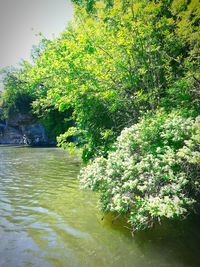 Trees growing in pond