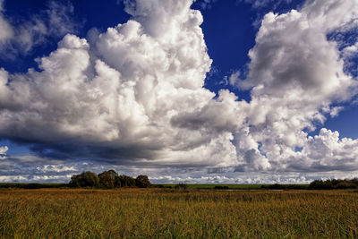 Scenic view of field against sky