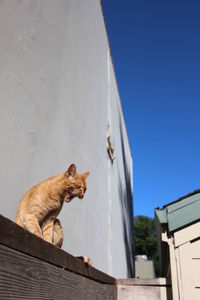 Low angle view of cat