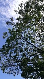 Low angle view of tree against sky