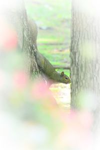 Close-up of lizard on tree trunk