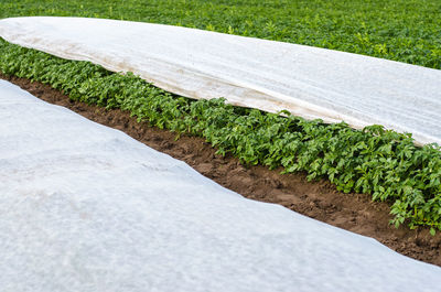 Potato plantation covered with agrofibre. opening of young potato bushes as it warms. greenhouse