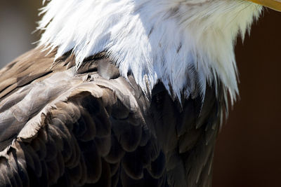 Close-up of owl perching outdoors