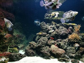 Close-up of coral underwater