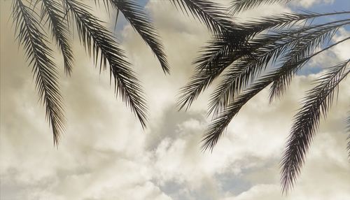 Low angle view of palm trees against sky